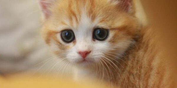 Quelles_sont_les_conditions_à_respecter_pour_souscrire_une_mutuelle_pour_chat?