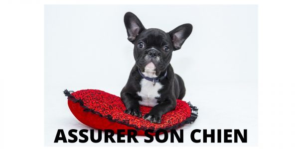 assurance pour chien