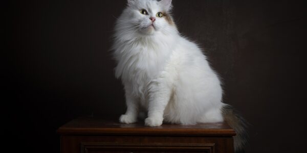 assurance_santé_animale_:_assurer_votre_chat_âgé_ou_ayant_des_problèmes_de_santé_préexistants
