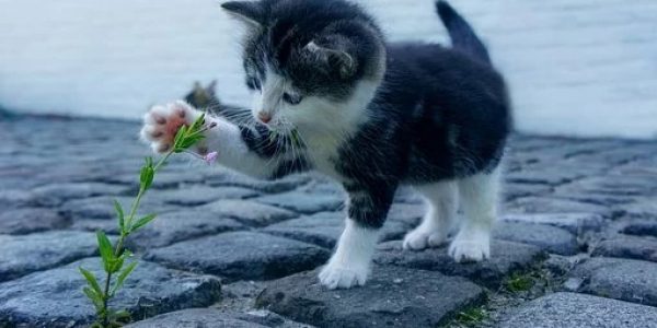 chat jouant une fleur